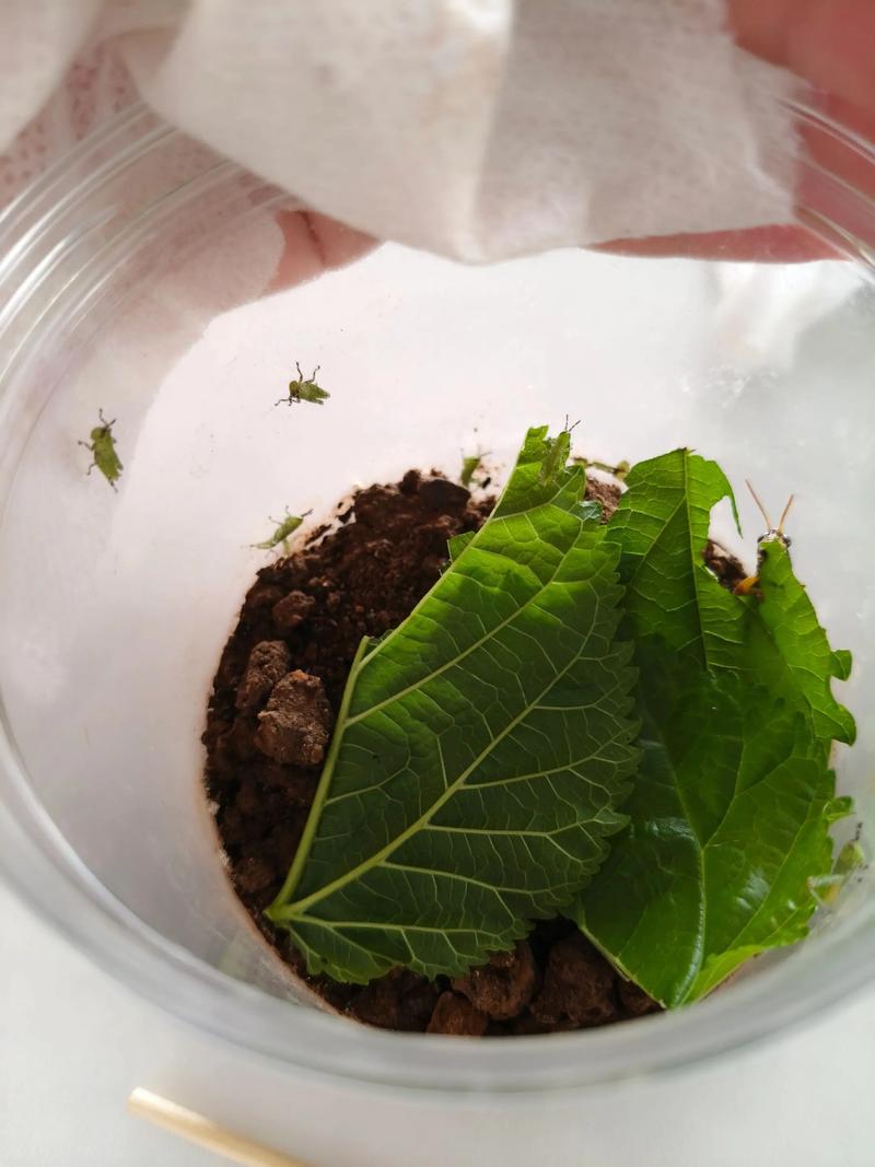 水蛭卵茧如何高效孵化？-图1