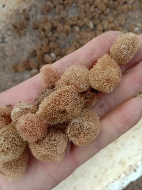 水蛭卵茧如何高效孵化？-图2