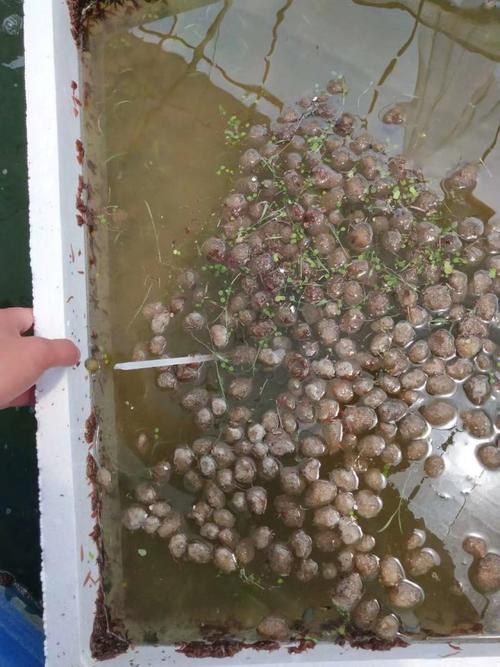 水蛭卵茧如何高效孵化？-图3