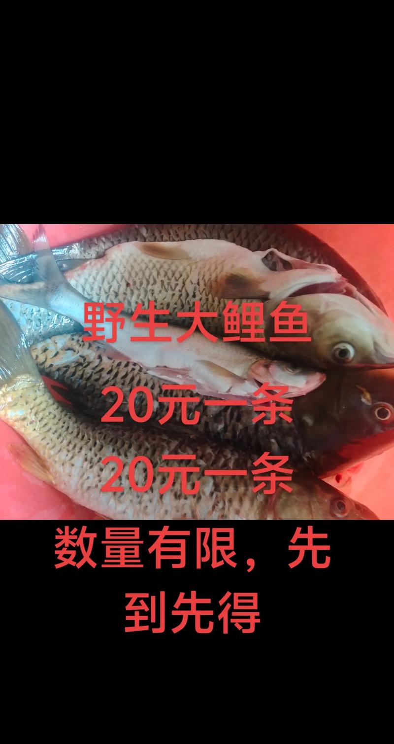 菏泽鲤鱼批发价现在多少？-图1