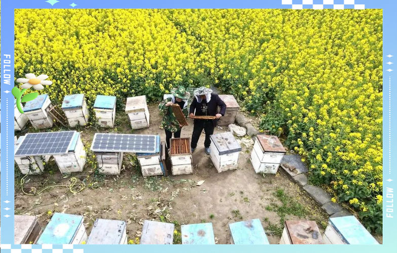 广东中蜂夏季管理有何关键技巧？-图1