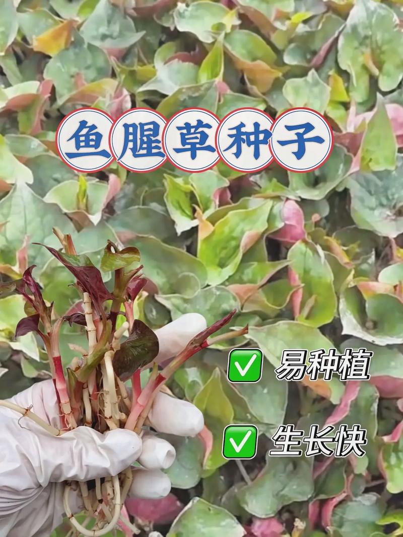 折耳根怎么种？高产技术有哪些？-图1