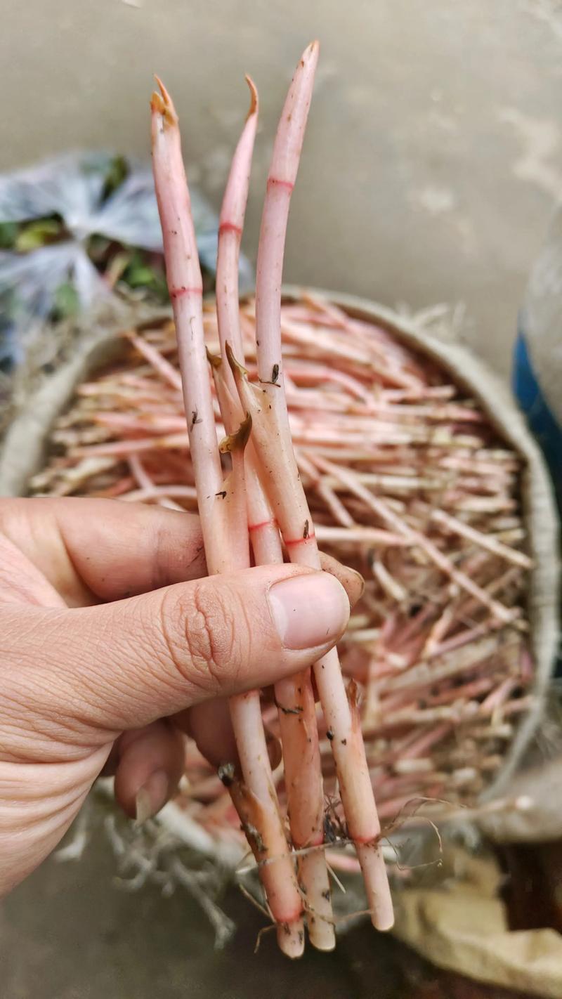 折耳根怎么种？高产技术有哪些？-图2