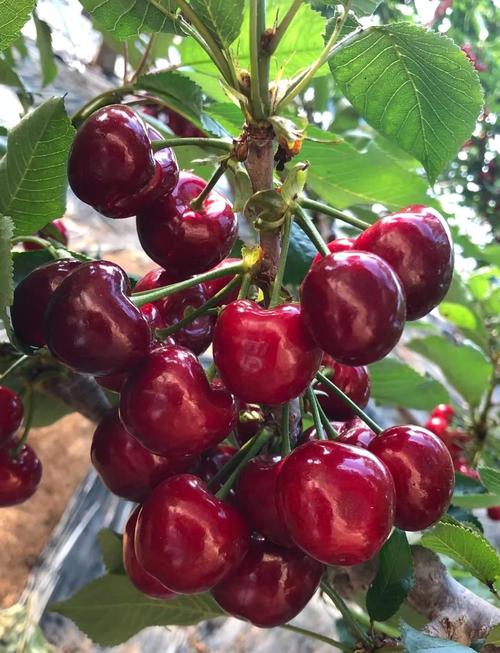 樱桃品种哪家强?-图1 樱桃品种哪家强?-图1