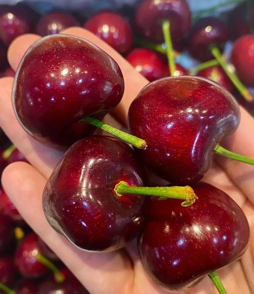 樱桃品种哪家强?-图2 樱桃品种哪家强?-图2