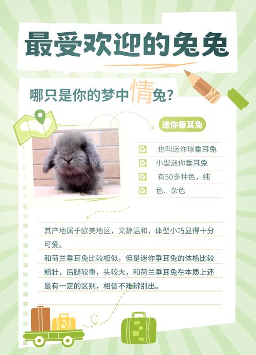 兔子品种有哪些?价格差异有多大?-图1 兔子品种有哪些?价格差异有多大?-图1