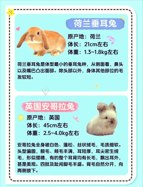 兔子品种有哪些?价格差异有多大?-图2 兔子品种有哪些?价格差异有多大?-图2
