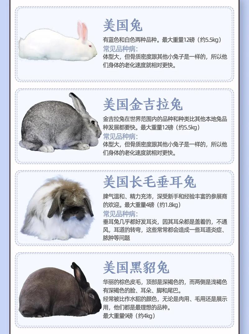 兔子品种有哪些?价格差异有多大?-图3 兔子品种有哪些?价格差异有多大?-图3