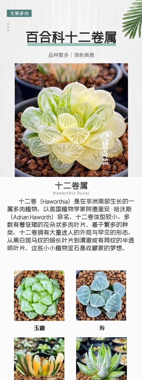 玉露品种大全图解，有哪些常见品种？-图1