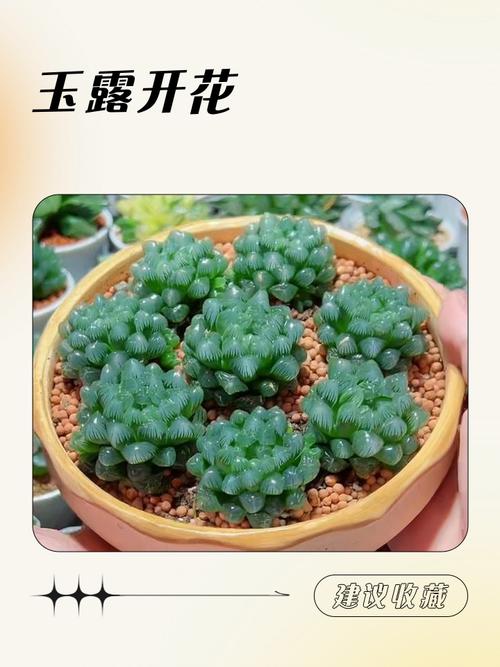 玉露品种大全图解，有哪些常见品种？-图3