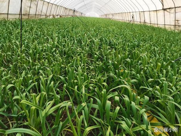大棚蒜苗高产栽培技术有哪些关键要点?-图1 大棚蒜苗高产栽培技术有哪些关键要点?-图1