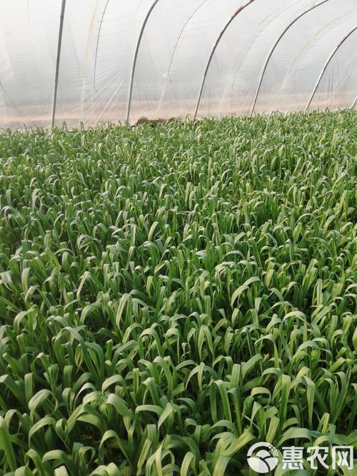 大棚蒜苗高产栽培技术有哪些关键要点?-图2 大棚蒜苗高产栽培技术有哪些关键要点?-图2