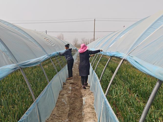 大棚蒜苗高产栽培技术有哪些关键要点?-图3 大棚蒜苗高产栽培技术有哪些关键要点?-图3