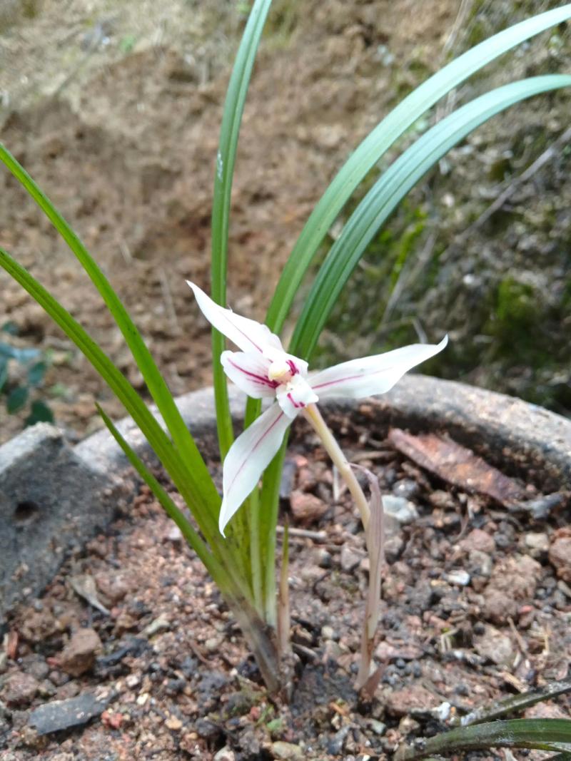 如何鉴别野生兰花品种？-图2