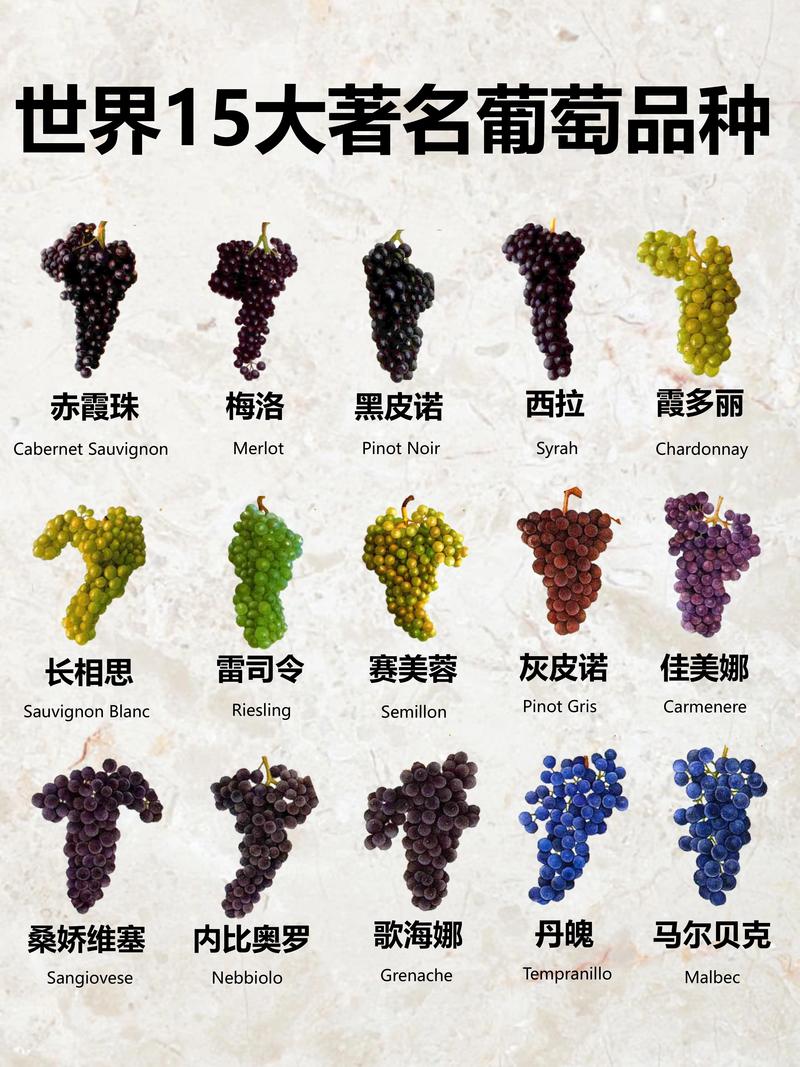 公认口感好的葡萄品种有哪些?-图1 公认口感好的葡萄品种有哪些?-图1