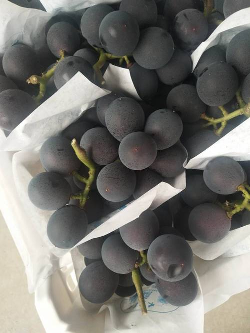 公认口感好的葡萄品种有哪些?-图2 公认口感好的葡萄品种有哪些?-图2