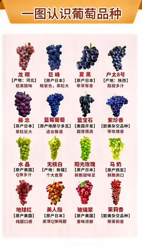公认口感好的葡萄品种有哪些?-图3 公认口感好的葡萄品种有哪些?-图3