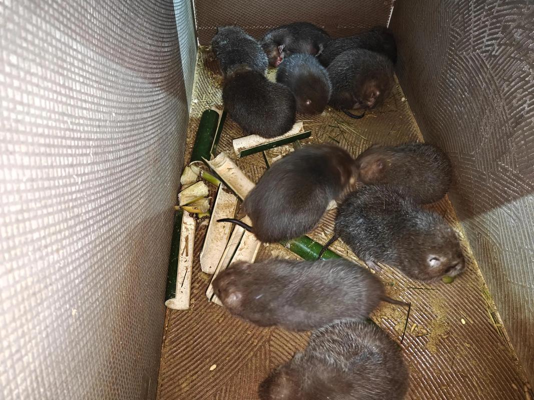 湖南竹鼠养殖技术视频-图1