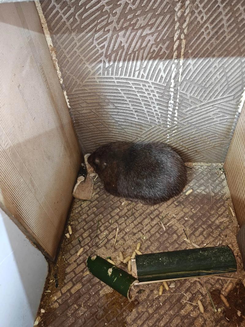 湖南竹鼠养殖技术视频-图2