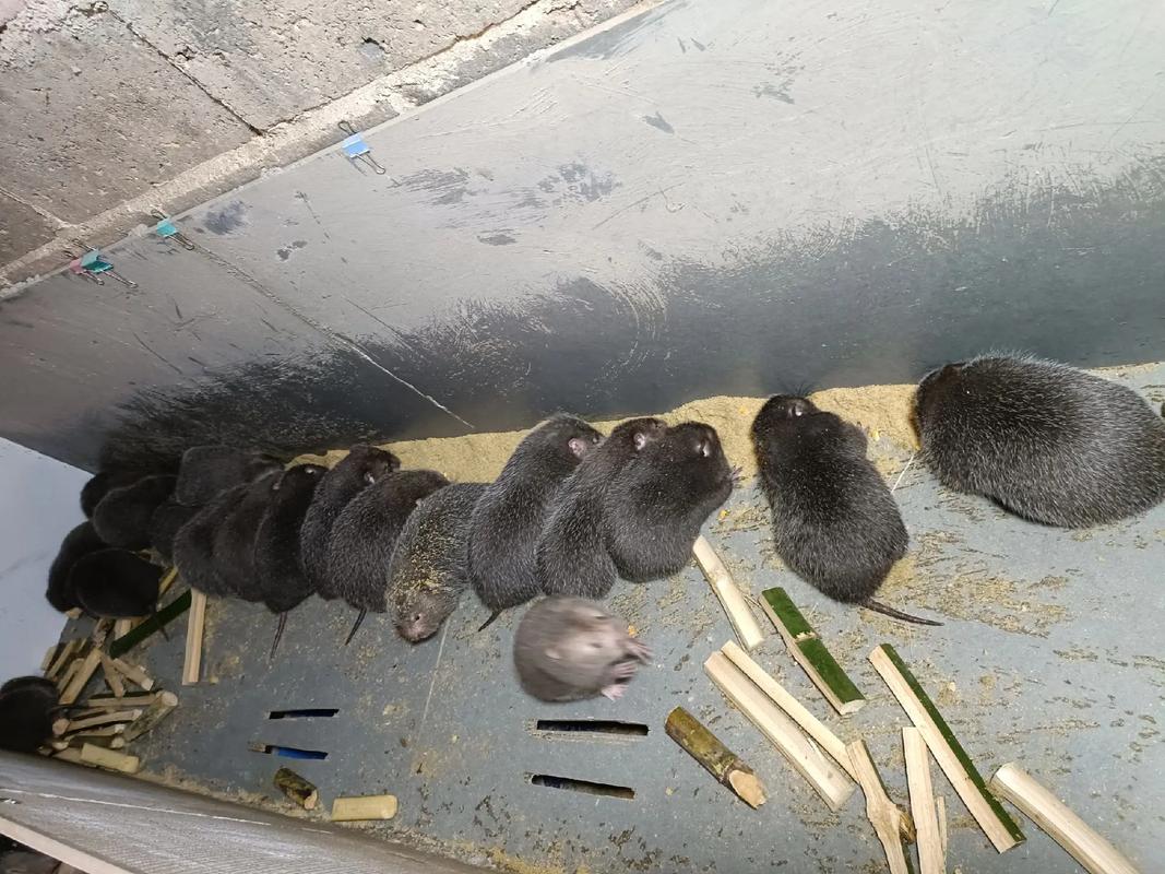 湖南竹鼠养殖技术视频-图3