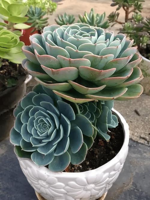 哪些多肉品种才算最漂亮？-图1