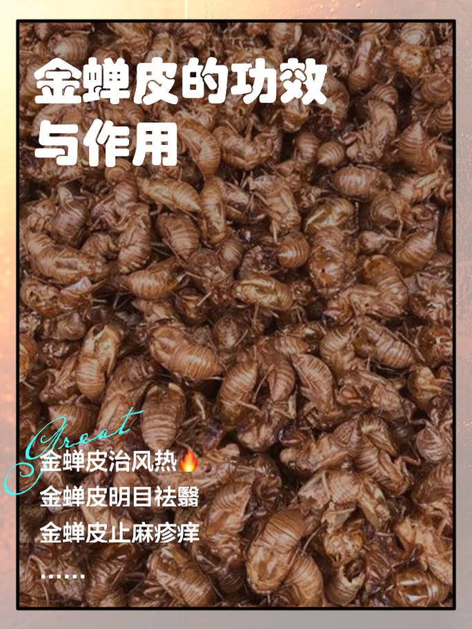 金蝉皮价格究竟多少钱一斤？-图1