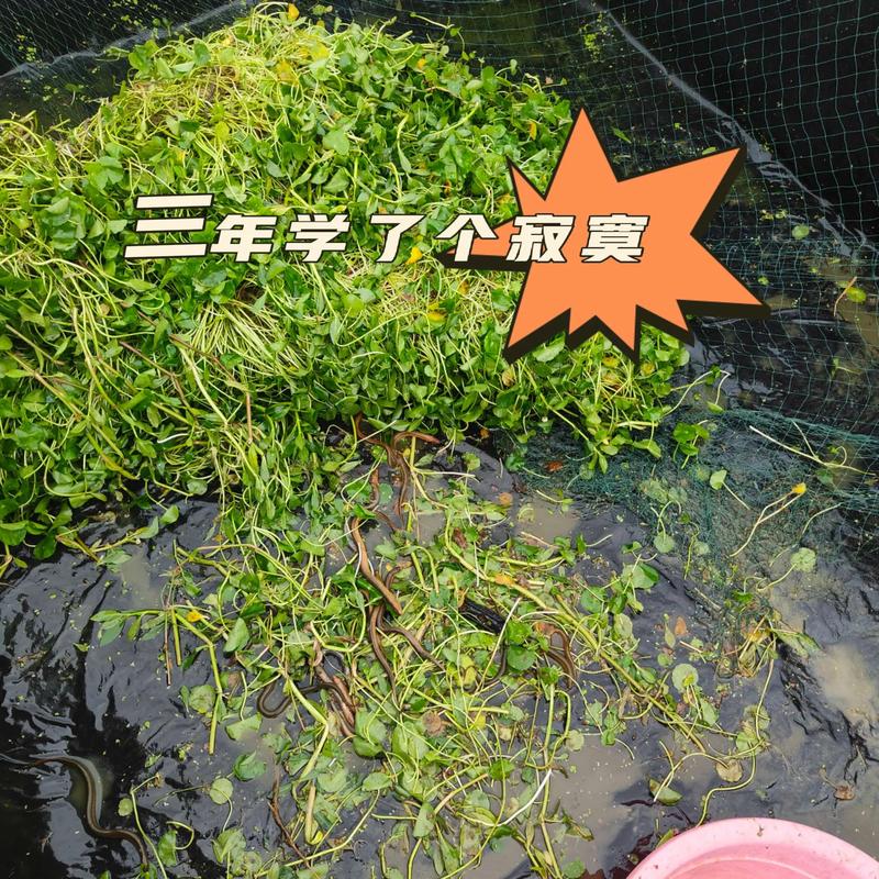 黄鳝生态小池密养技术要点有哪些?-图2 黄鳝生态小池密养技术要点有哪些?-图2