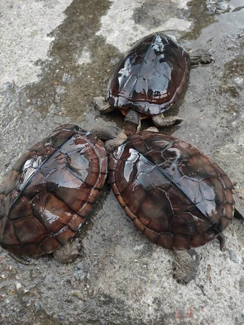 室外石龟怎么养？视频技术要点有哪些？-图1