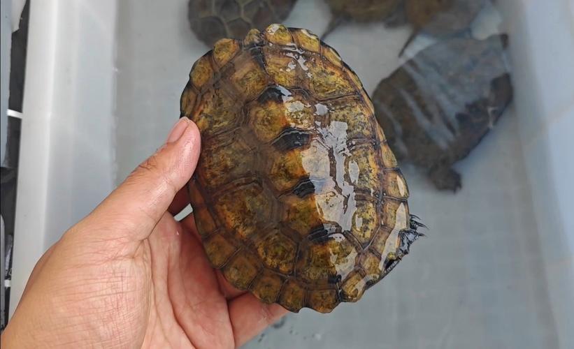 室外石龟怎么养？视频技术要点有哪些？-图3