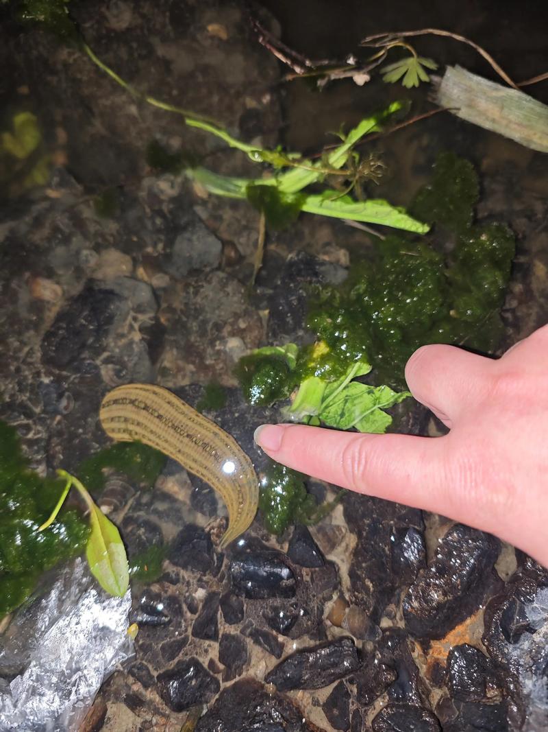 蚂蝗养殖技术视频教程怎么学?-图3 蚂蝗养殖技术视频教程怎么学?-图3