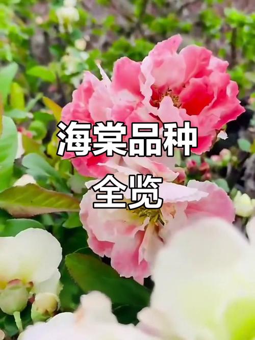 海棠花品种图片有多少种？-图1