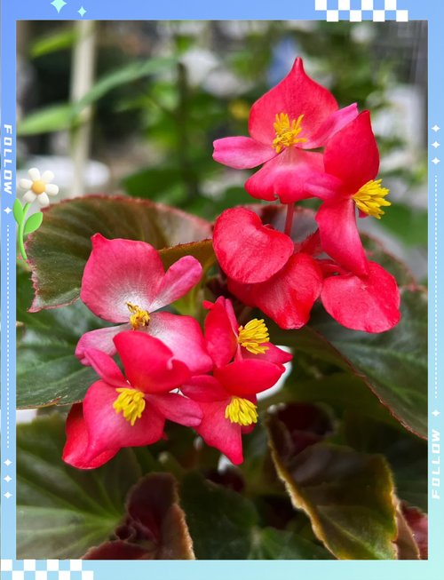 海棠花品种图片有多少种？-图2