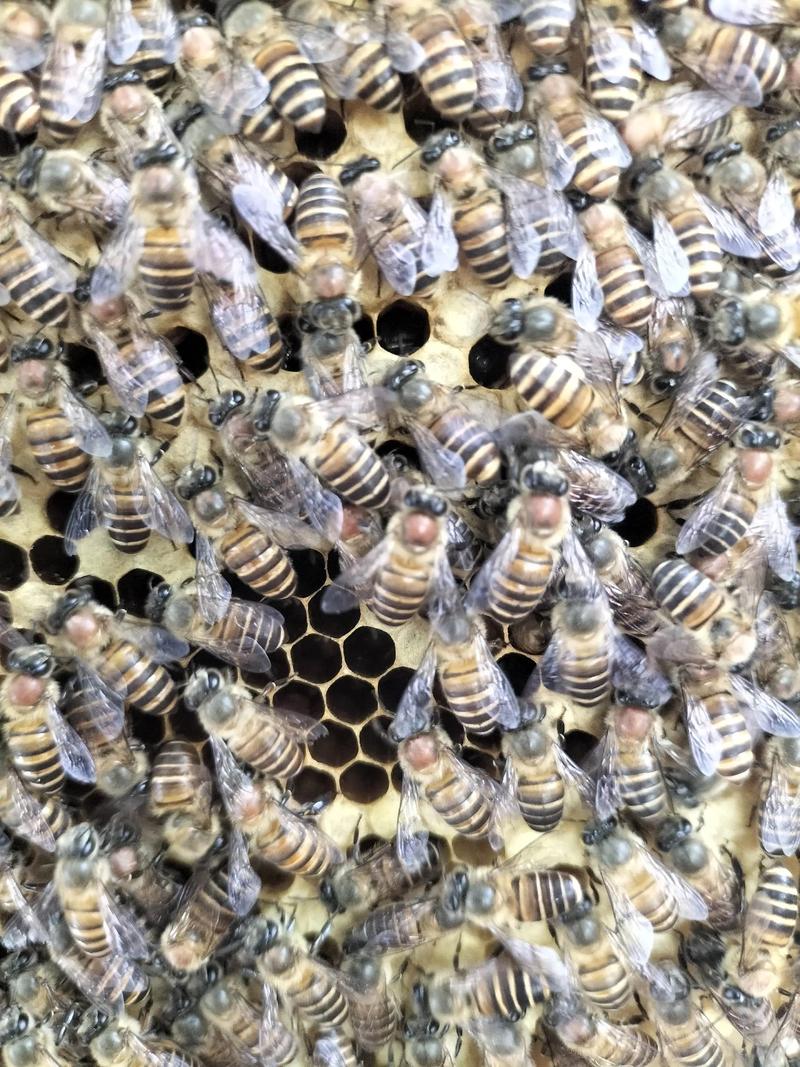 中蜂蜂王什么品种最好？-图1