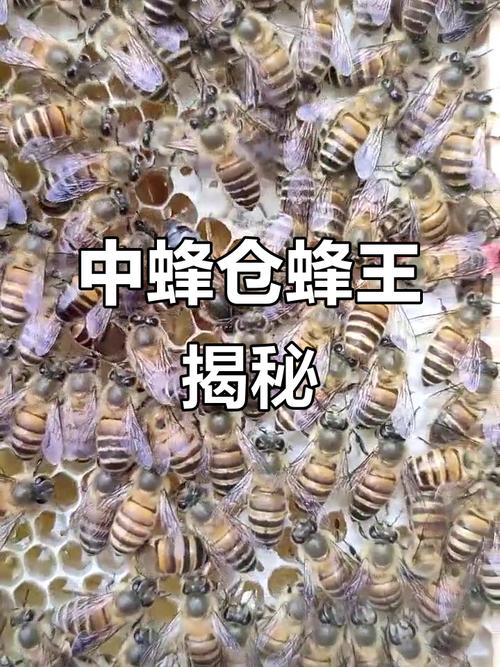 中蜂蜂王什么品种最好？-图2