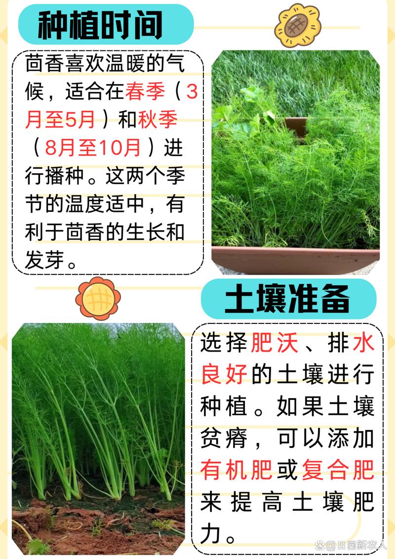 大茴香种植技术和时间-图1