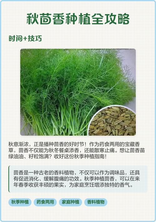 大茴香种植技术和时间-图2