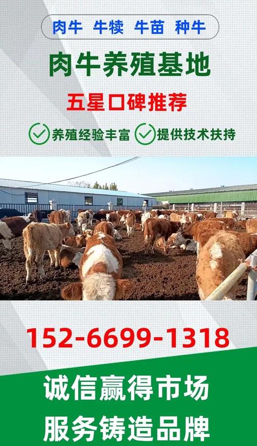 西门塔尔肉牛收购价现在多少？-图2