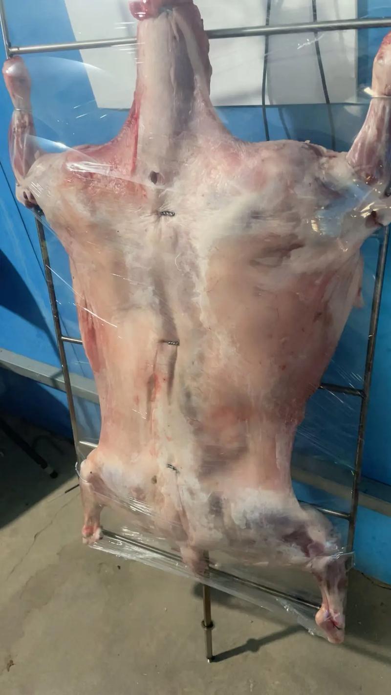 高脚羊小羊一只多少钱？-图2