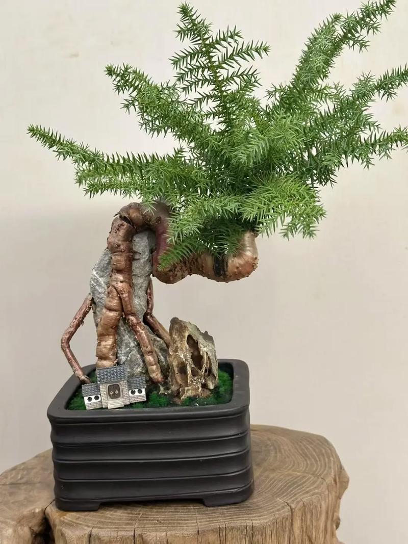 澳洲杉养殖盘根技术，关键难点是什么？-图1