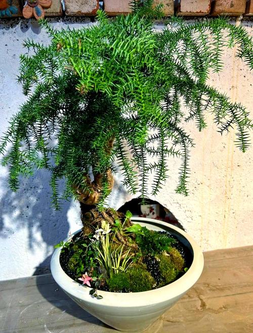 澳洲杉养殖盘根技术，关键难点是什么？-图3