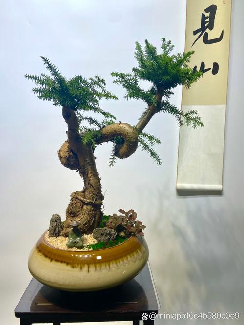 澳洲杉养殖盘根技术，关键难点是什么？-图2