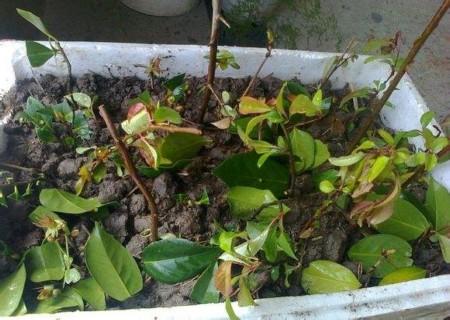 垂丝海棠可以扦插技术-图2 垂丝海棠可以扦插技术-图2