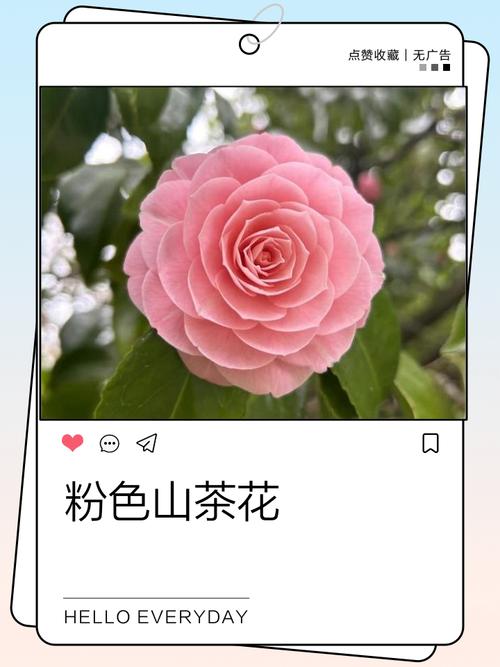 粉红色茶花是什么品种？-图1