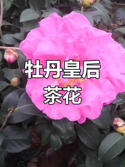 粉红色茶花是什么品种？-图2