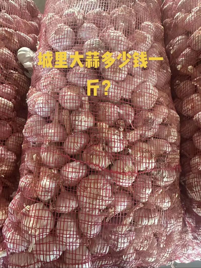 大蒜头价格多少钱一斤?-图1 大蒜头价格多少钱一斤?-图1