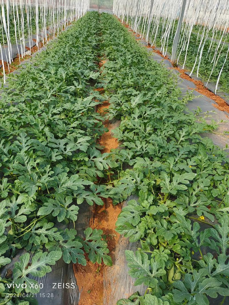 西瓜高产栽培技术视频，如何轻松掌握高产秘诀？-图3