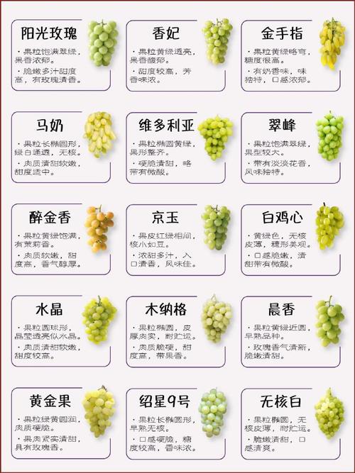 葡萄品种繁多，如何辨识？-图2
