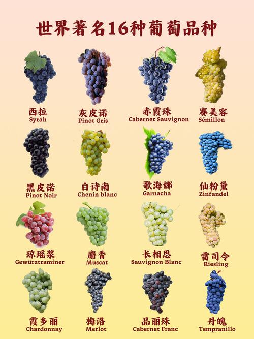 葡萄品种繁多，如何辨识？-图1