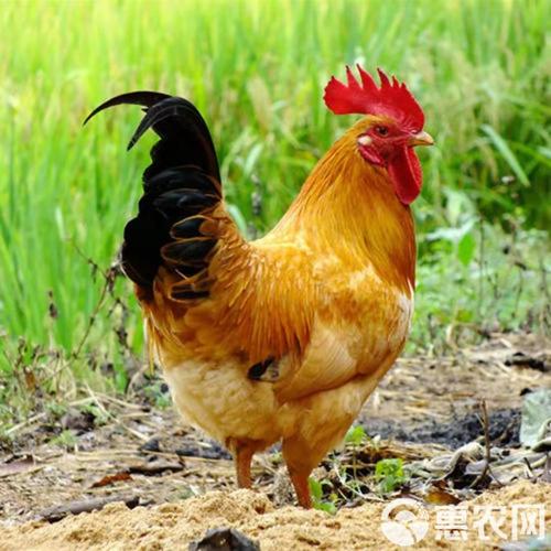 黄羽肉鸡养殖技术视频-图1