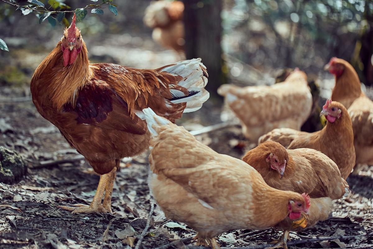 黄羽肉鸡养殖技术视频-图2